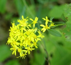 Solidago virgaurea
