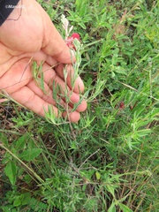 Oenothera suffrutescens