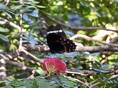 Papilio aegeus