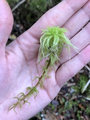 Sphagnum palustre