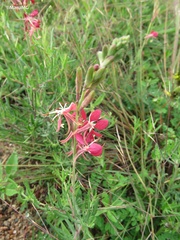 Oenothera suffrutescens