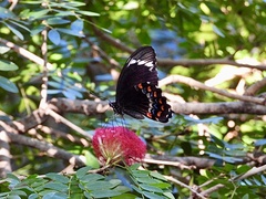 Papilio aegeus