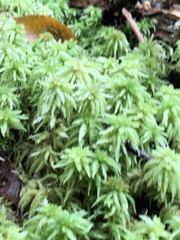 Sphagnum palustre
