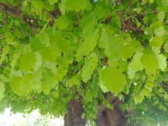 Platymiscium trifoliolatum
