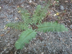 Polystichum acrostichoides