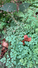 Thalictrum occidentale