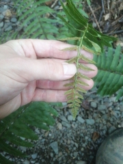 Polystichum acrostichoides
