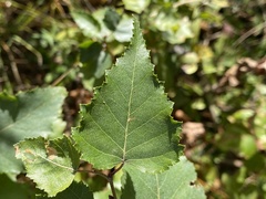 Betula cordifolia