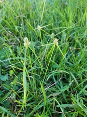 Cyperus sesquiflorus
