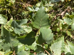 Betula cordifolia