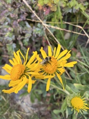 Bombus sylvicola