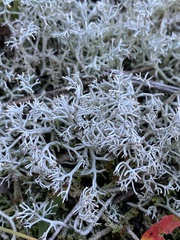 Cladonia rangiferina
