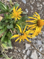 Bombus sylvicola