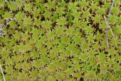 Sphagnum capillifolium