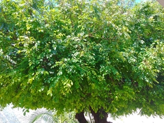 Platymiscium trifoliolatum