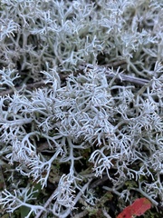 Cladonia rangiferina
