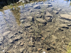 Equisetum variegatum