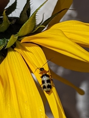 Paranapiacaba tricincta