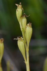 Liparis loeselii