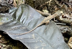 Anolis limifrons