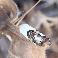 Acontia lucida