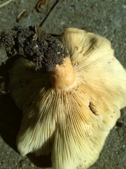 Lactarius zonarius
