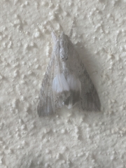 Melipotis acontioides