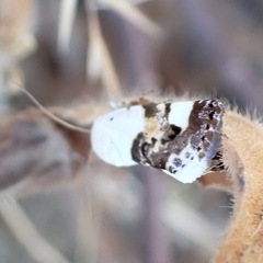 Acontia lucida