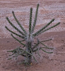 Quiabentia verticillata