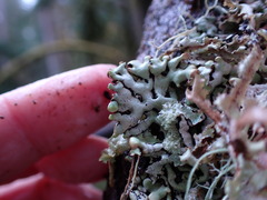 Hypogymnia enteromorpha