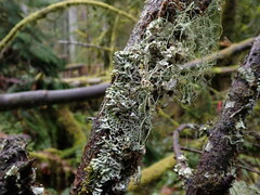 Hypogymnia enteromorpha