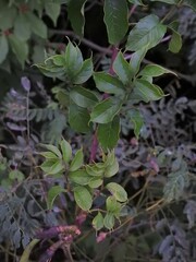 Campsis radicans