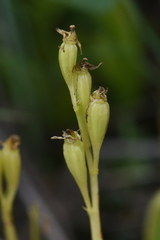 Liparis loeselii