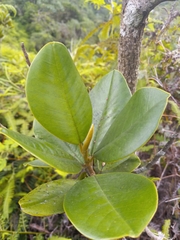 Magnolia pallescens