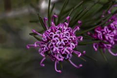 Grevillea confertifolia
