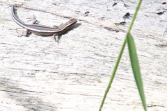 Cryptoblepharus pulcher