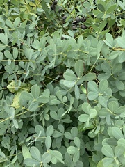 Baptisia