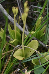 Liparis loeselii