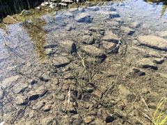 Equisetum variegatum