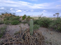 Pachycereus pringlei