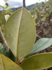 Magnolia pallescens