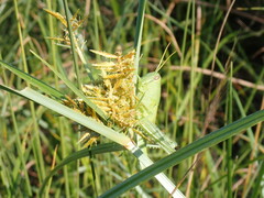 Schistocerca serialis cubense