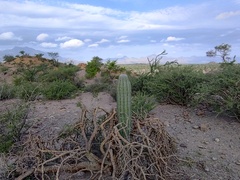 Pachycereus pringlei