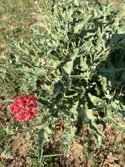 Nyctaginia capitata