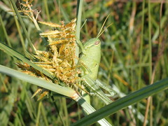 Schistocerca serialis cubense