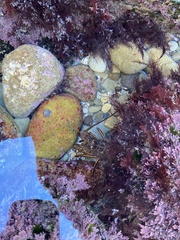 Panulirus interruptus