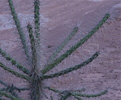 Quiabentia verticillata