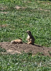 Cynomys ludovicianus