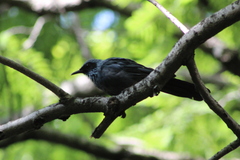 Melanotis caerulescens