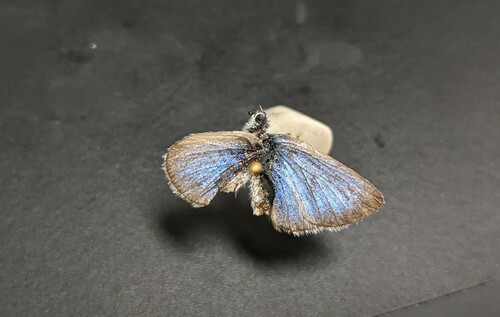 iNaturalist observation photo of Silvery Blue